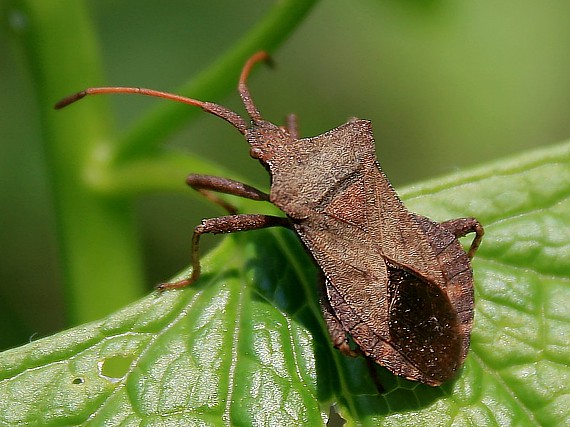 obrúbnica štiavová Coreus marginatus