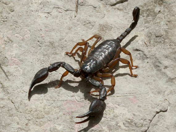 štír kýlnatý (cz) Euscorpius tergestinus