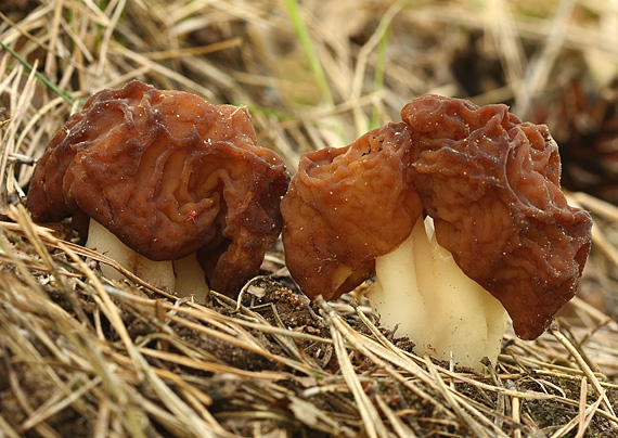 ušiak obyčajný Gyromitra esculenta (Pers.) Fr.