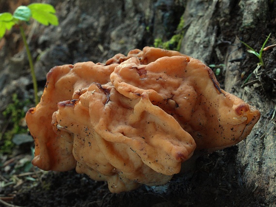 ušiak obrovský Gyromitra gigas (Krombh.) Cooke