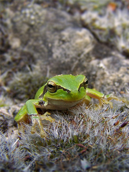 rosnička zelená Hyla arborea