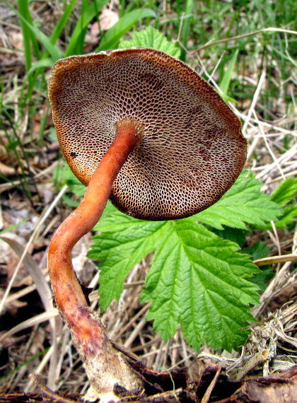 trúdnik zimný Lentinus brumalis (Pers.) Zmitr.