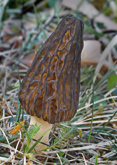 smrčok kužeľovitý Morchella conica Pers.