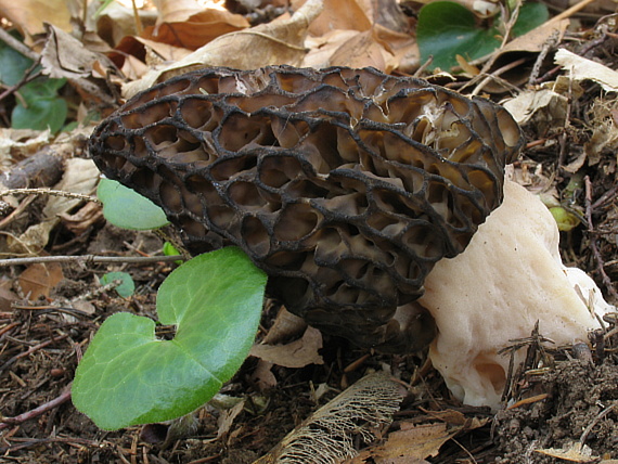 smrčok kužeľovitý. Morchella conica Pers.