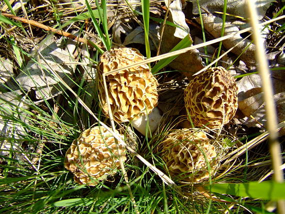 smrčok jedlý Morchella esculenta (L.) Pers.