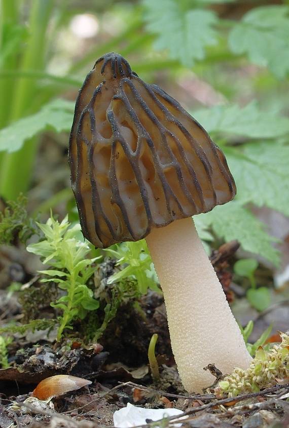 smrčok hybridný Morchella semilibera DC.