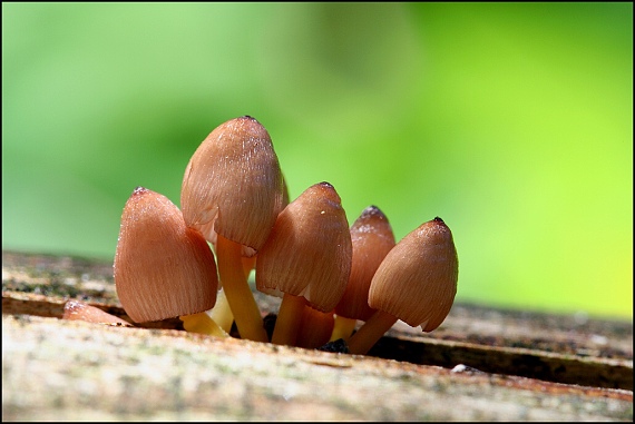 prilbička žltohlúbiková Mycena renati Quél.