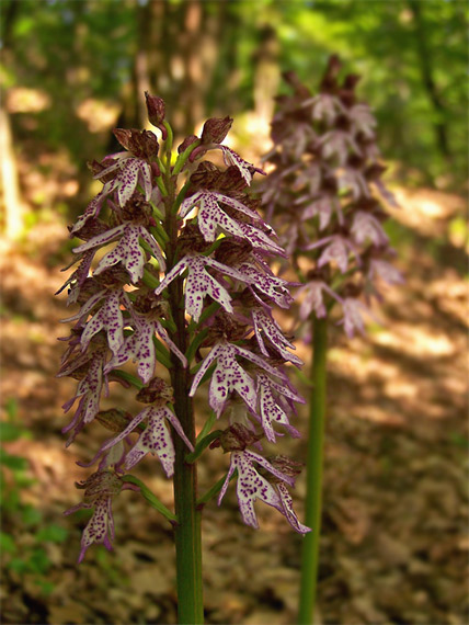 vstavač vojenský x purpurový  Orchis militaris-purpurea