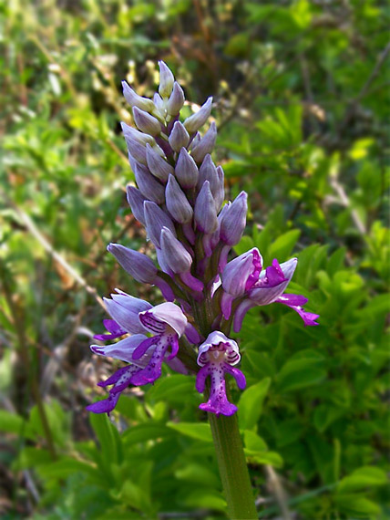 vstavač vojenský  Orchis militaris L.