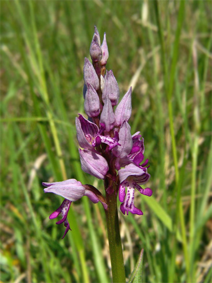 vstavač vojenský  Orchis militaris L.