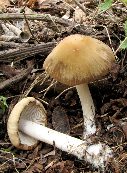 drobuľka  Psathyrella sp.