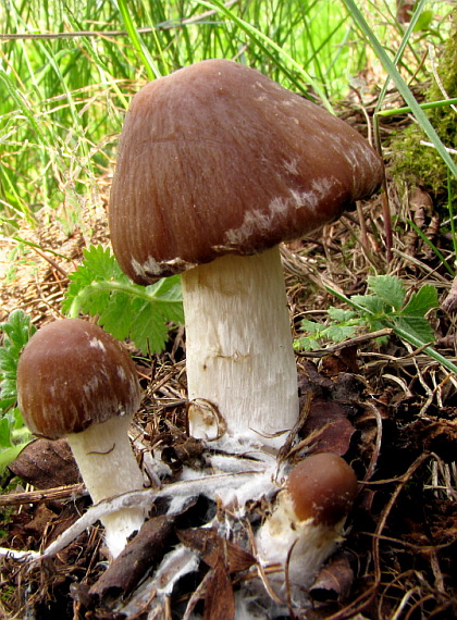 drobuľka  Psathyrella sp.