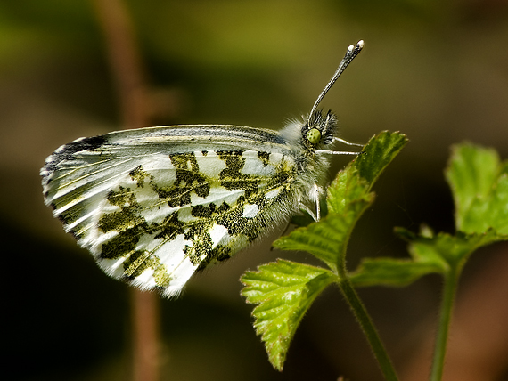 mlynárik žeruchový Anthocharis cardamines