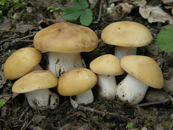 čírovnica májová Calocybe gambosa (Fr.) Donk