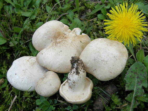 čírovnica májová Calocybe gambosa (Fr.) Donk