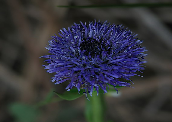 guľôčka bodkovaná Globularia punctata Lapeyr.