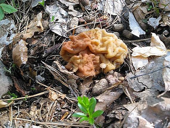 ušiak obyčajný Gyromitra esculenta (Pers.) Fr.