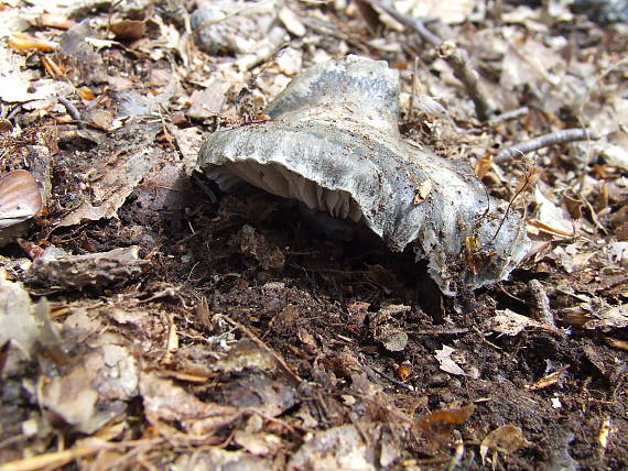 šťavnačka marcová Hygrophorus marzuolus (Fr.) Bres.