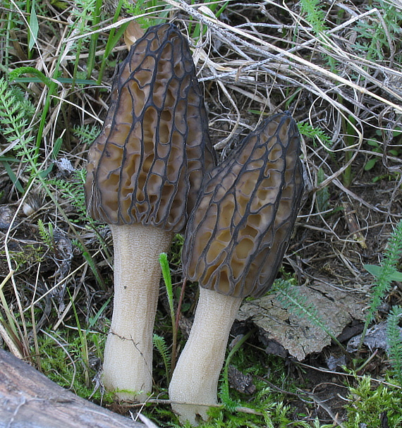 smrčok kužeľovitý. Morchella conica Pers.