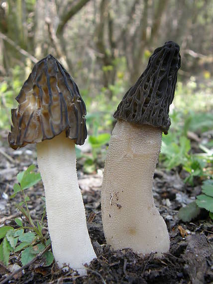 smrčok hybridný Morchella semilibera DC.