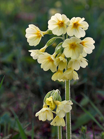 prvosienka vyššia Primula elatior (L.) L.