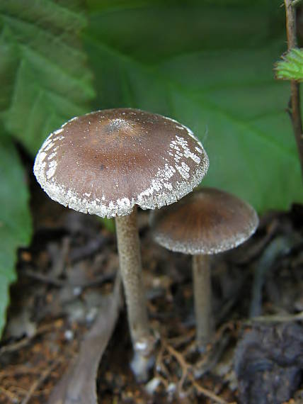 smeťovka Tubaria sp.