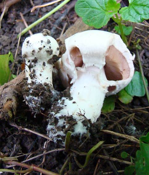 pečiarka Agaricus sp.