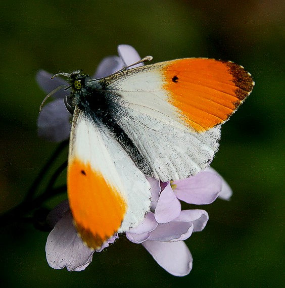 mlynárik žeruchový Anthocharis cardamines