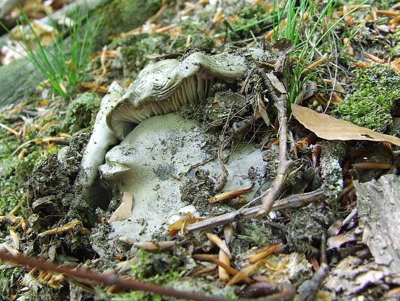 šťavnačka marcová Hygrophorus marzuolus (Fr.) Bres.