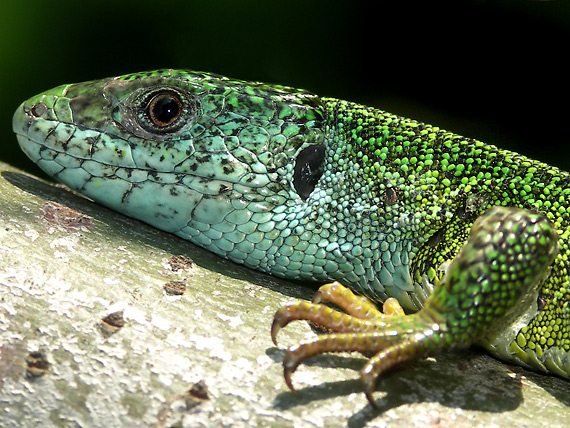 jašterica zelená Lacerta viridis