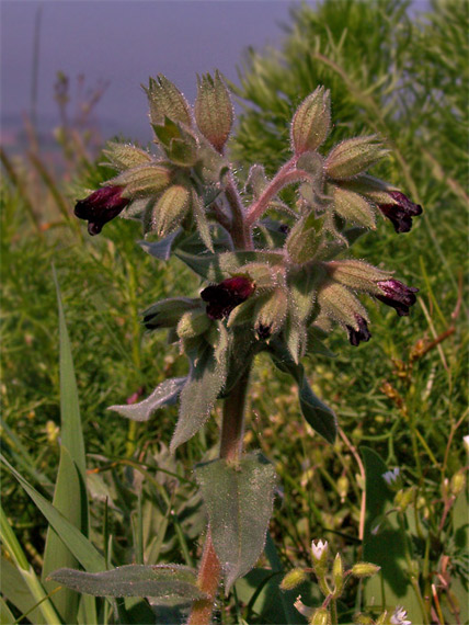 nonea počerná Nonea pulla (L.) DC.