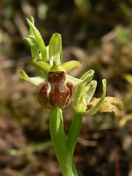 hmyzovník Ophrys sphegodes Mill.