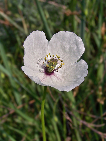 mak pochybný bielokvetý Papaver dubium subsp. austromoravicum (Kubát) Hörandl