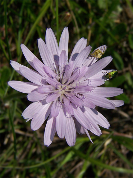 hadomor purpurový Scorzonera purpurea  L.