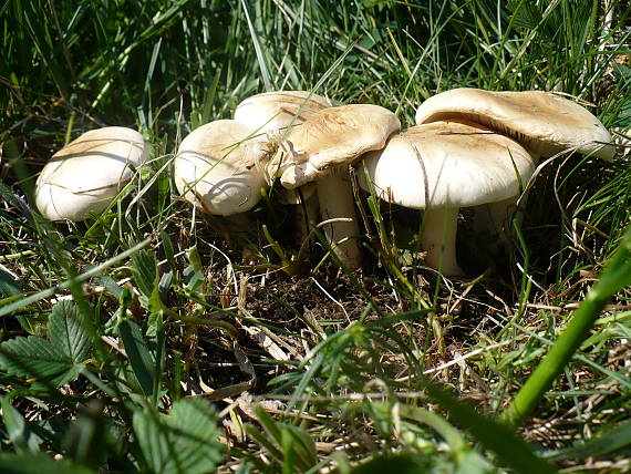 čírovnica májová Calocybe gambosa (Fr.) Donk