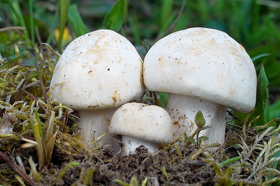 čírovnica májová Calocybe gambosa (Fr.) Donk