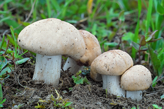 čírovnica májová Calocybe gambosa (Fr.) Donk