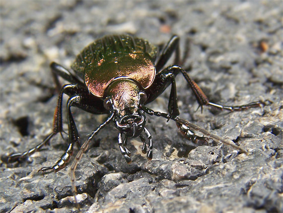 bystruška zlatomedená  Carabus ullrichii