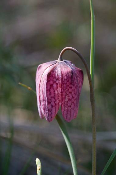 korunkovka strakatá Fritillaria meleagris L.