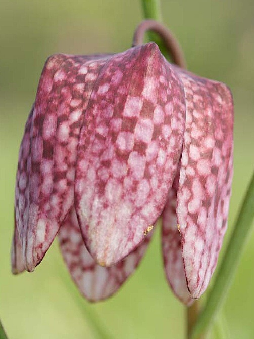 korunkovka strakatá Fritillaria meleagris L.