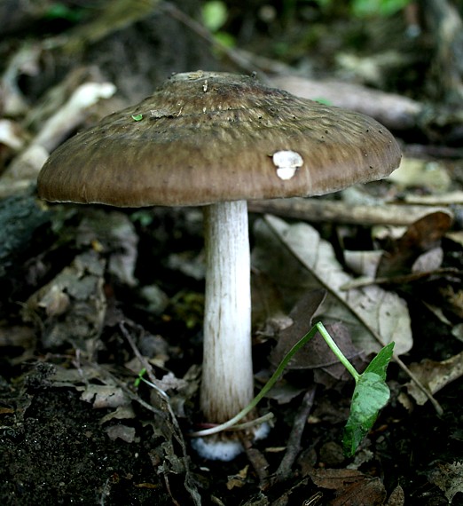 vláknica chochlačková hnedá Inocybe erinaceomorpha Stangl & J. Veselský