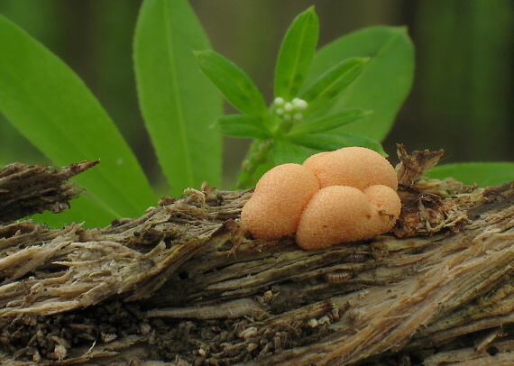 vlčinka červená Lycogala epidendrum (J.C. Buxb. ex L.) Fr.