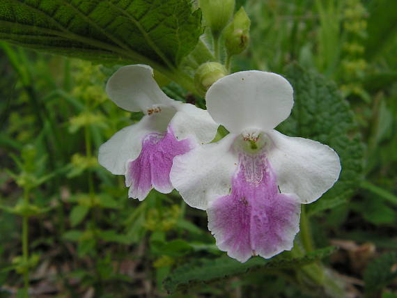 medunka medovkolistá Melittis melissophyllum L.