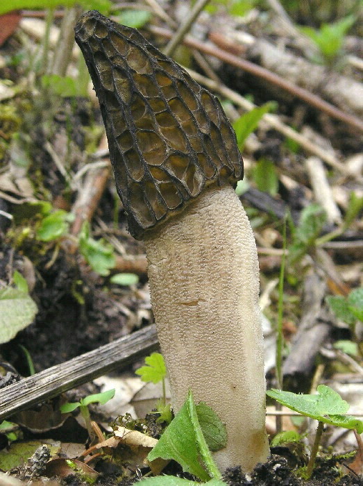 smrčok vysoký Morchella elata Fr.