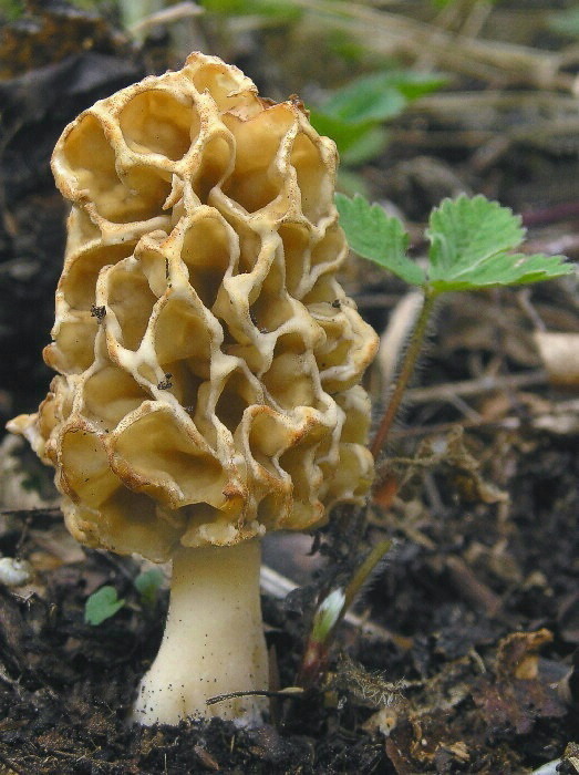 smrčok jedlý Morchella esculenta (L.) Pers.