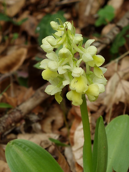 vstavač  Orchis pallens L.