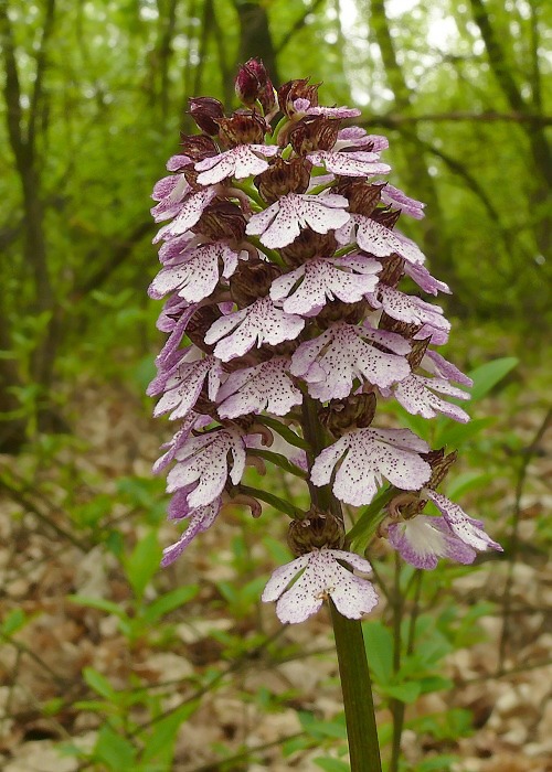 vstavač purpurový Orchis purpurea Huds.