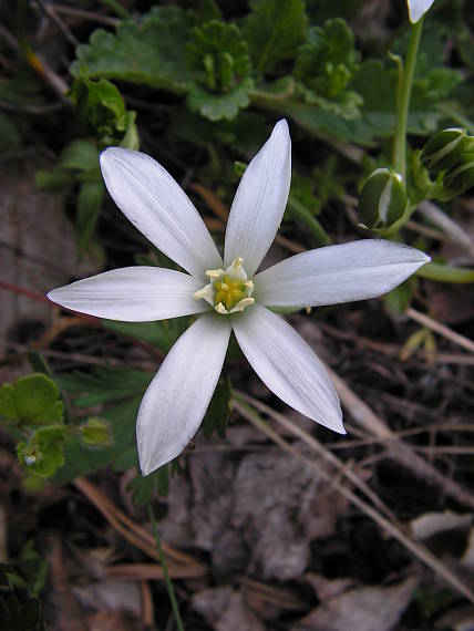 bledavka okolíkatá Ornithogalum umbellatum L