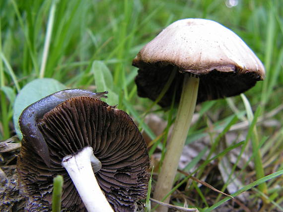 drobuľka Candoleova? Psathyrella candoleana?