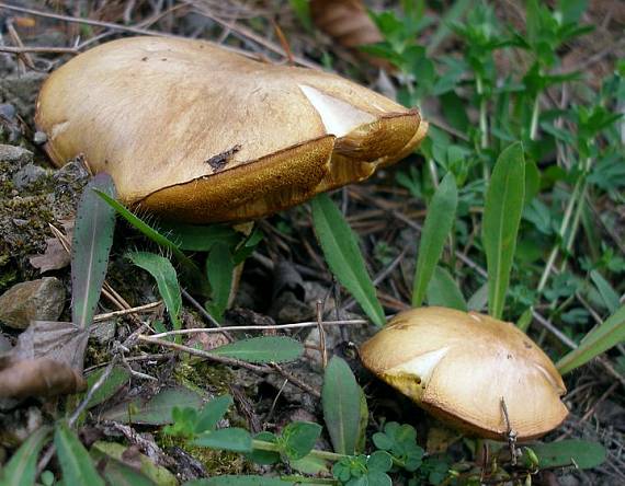 masliak zrnitý Suillus granulatus (L.) Roussel